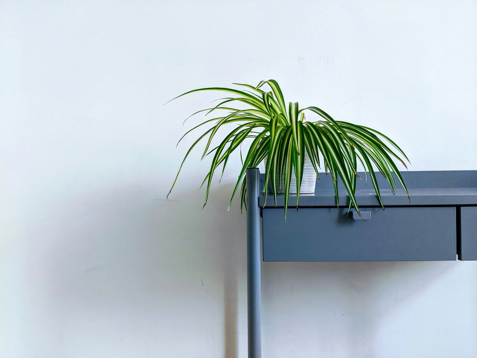 Houseplants arranged in softly filtered indoor light